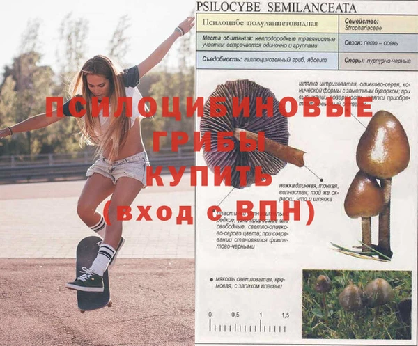 шишки Верхний Тагил