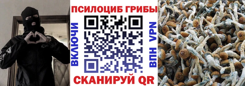 Галлюциногенные грибы Psilocybe  Карабулак 